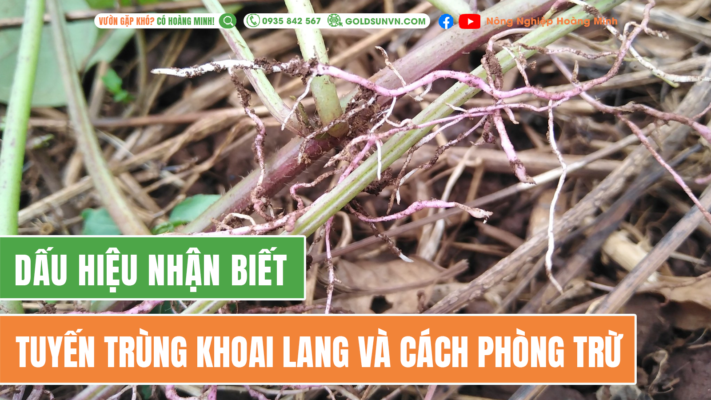 Dấu hiệu nhận biết tuyến trùng khoai lang