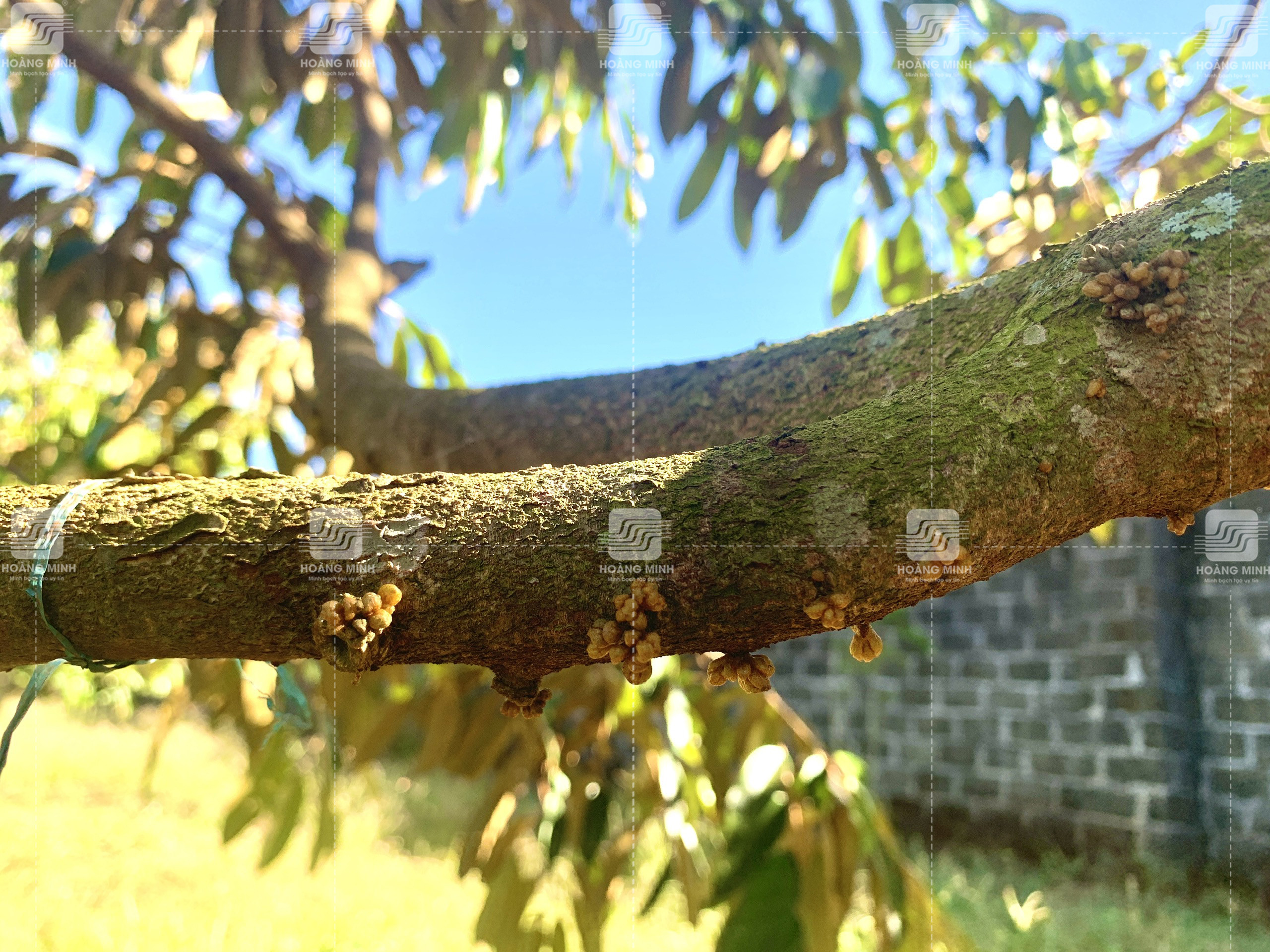 Giai đoạn mắt cua sầu riêng 7 ngày tuổi 