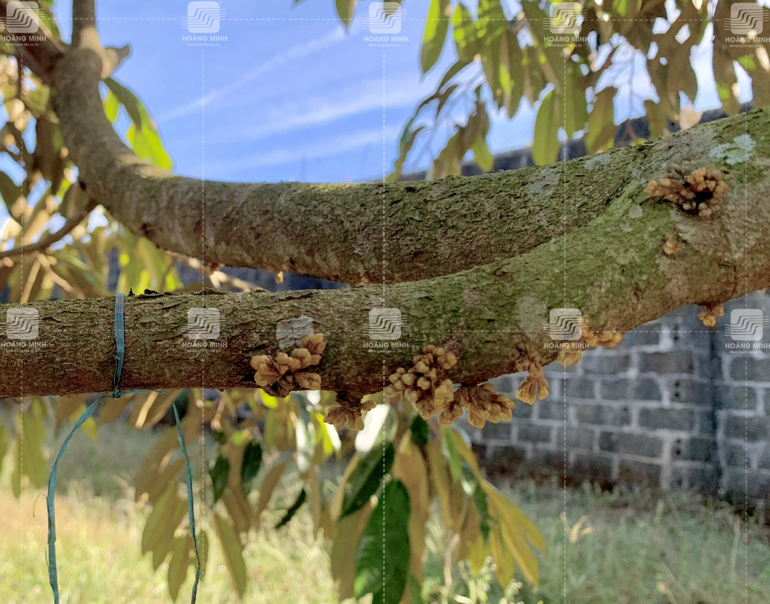 Giai đoạn mắt cua sầu riêng 14 ngày tuổi 