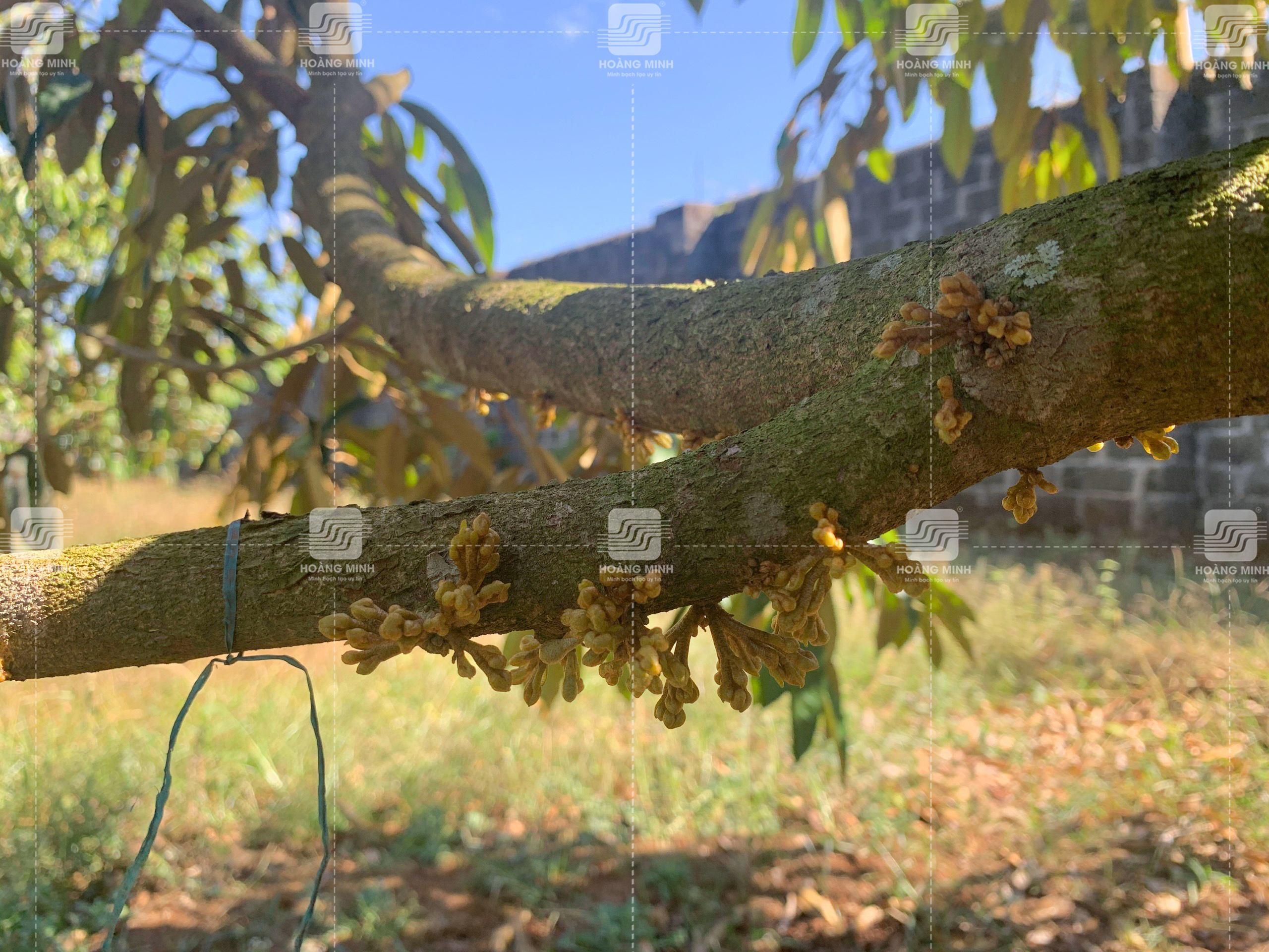 Giai đoạn đầu đũa, hoa sầu riêng 21 ngày tuổi 