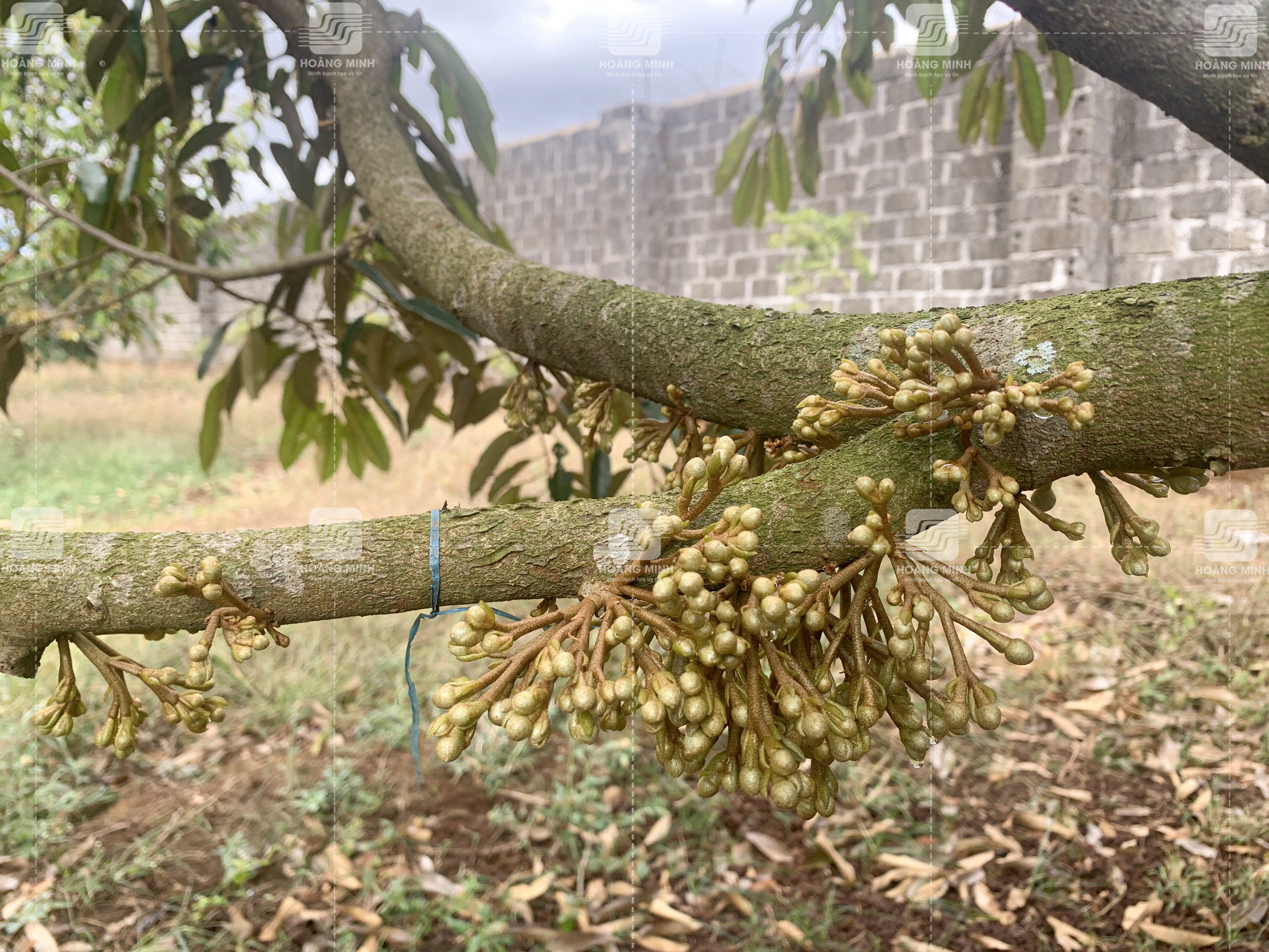 Giai đoạn nút áo cổ 