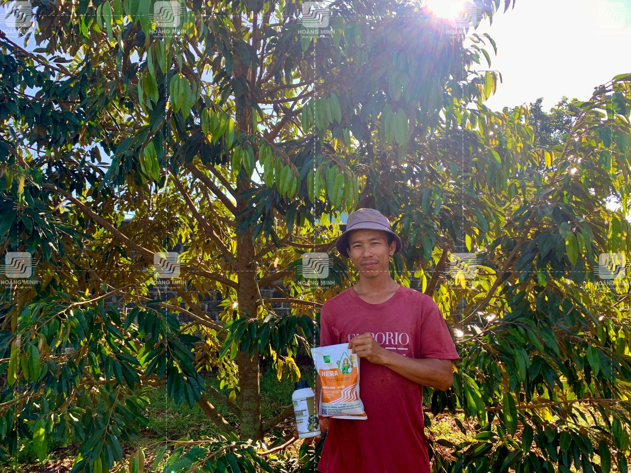 Vườn sầu riêng phun chuyển mầm tạo mắt cua sầu riêng