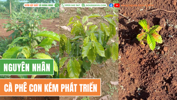 Nguyên nhân cà phê con kém phát triển