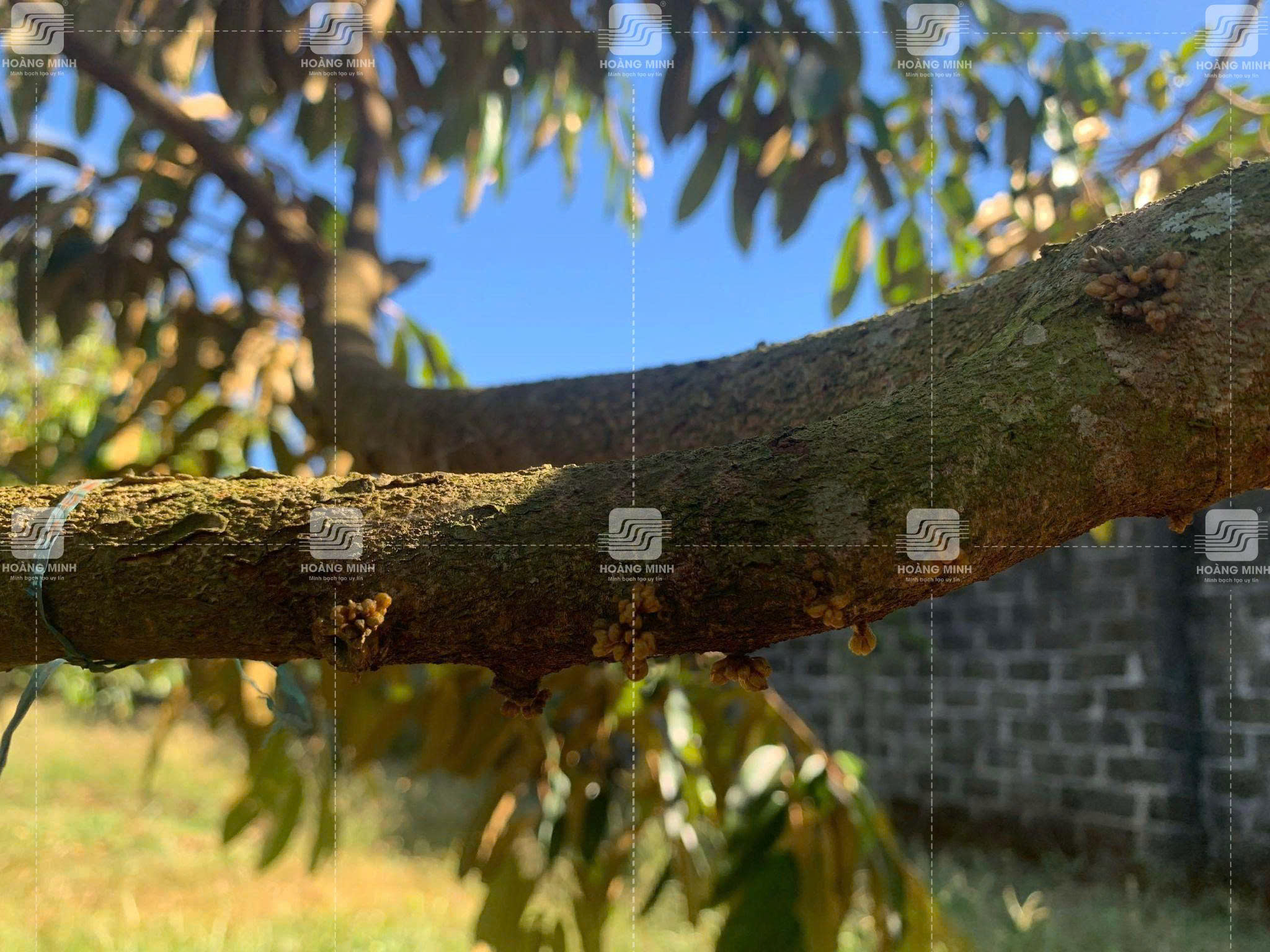 Giai đoạn trứng cá 