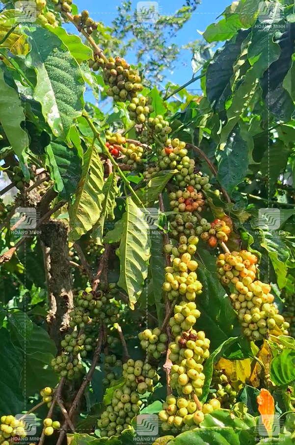 Thời điểm nên phun thúc chín đồng loạt 