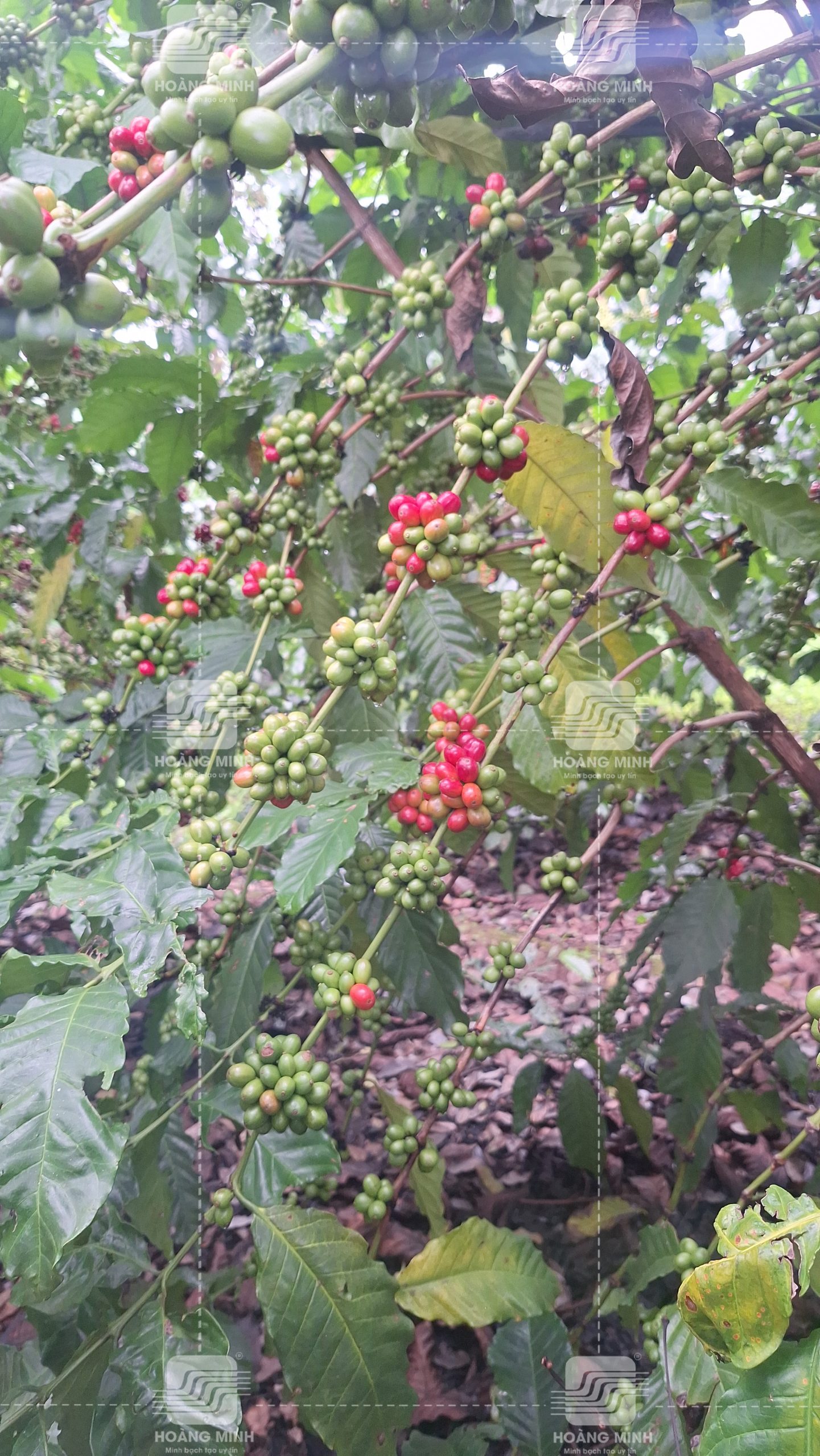 Trái chín lác đác