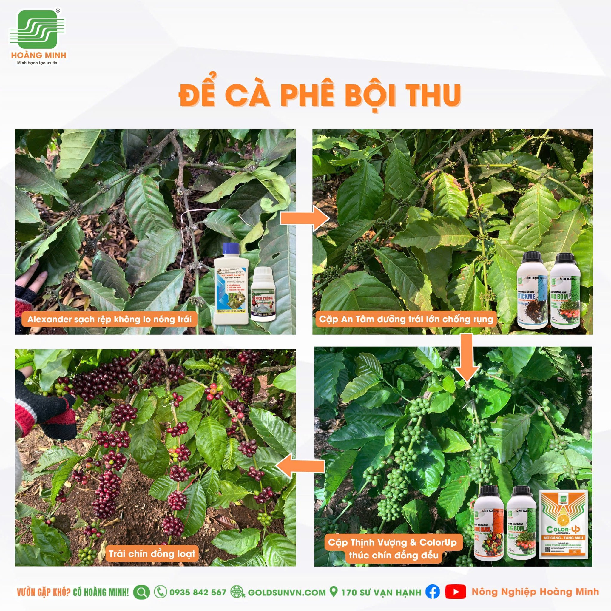 Vườn theo quy trình chăm sóc cà phê Hoàng Minh 