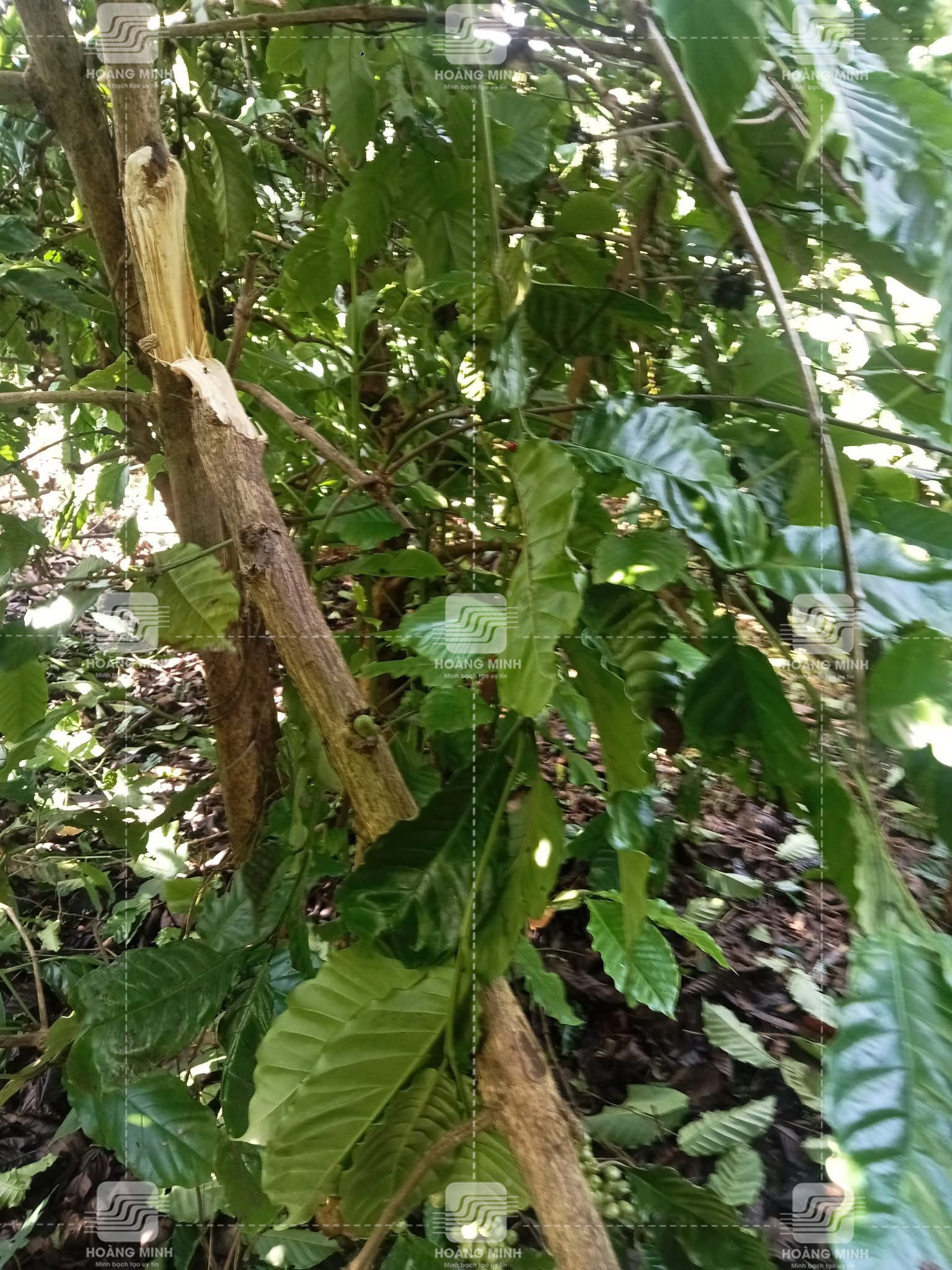 Thân cành bị gãy do ảnh hưởng bão