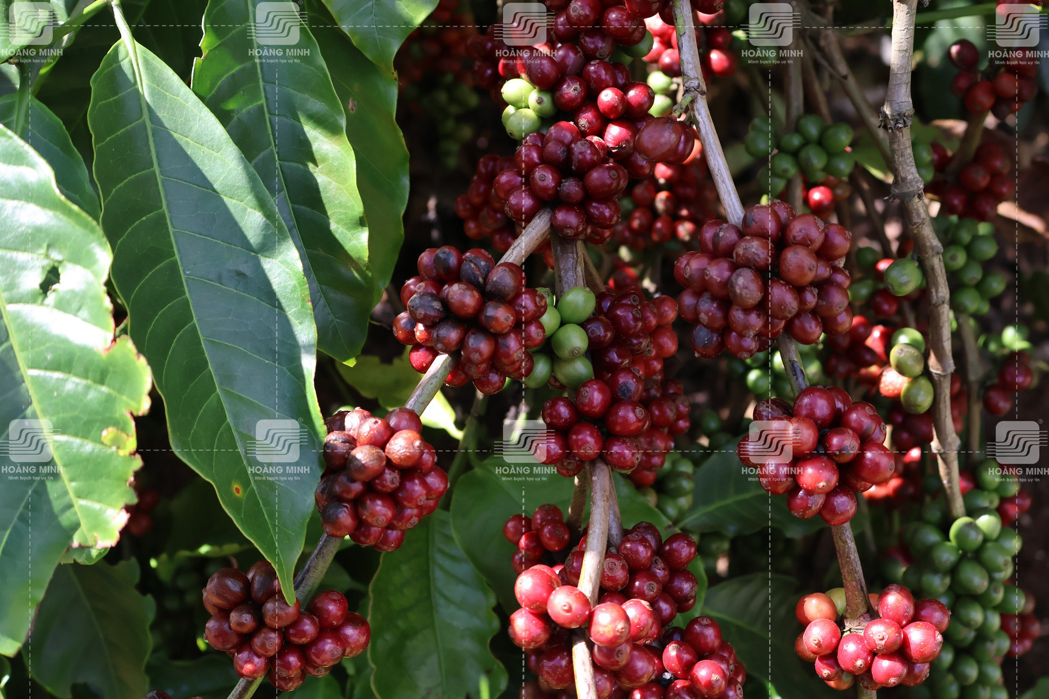 Trái chín đồng loạt trên cành 