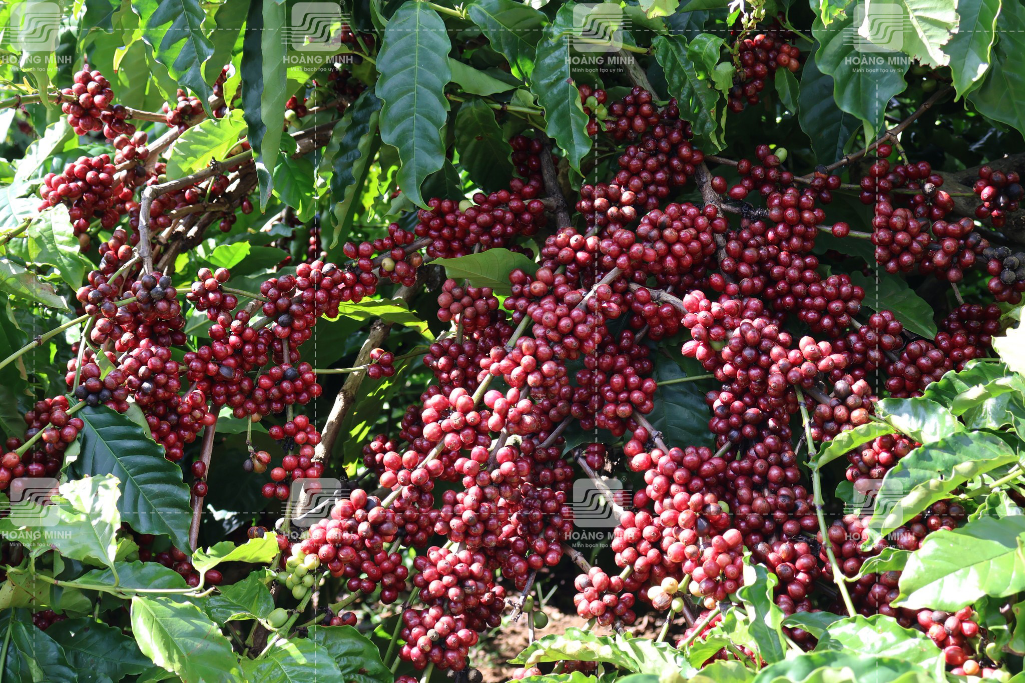 Trái chín đồng loạt trên vườn 