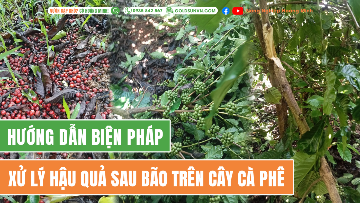 Biện pháp xử lý cà phê bị ảnh hưởng bão