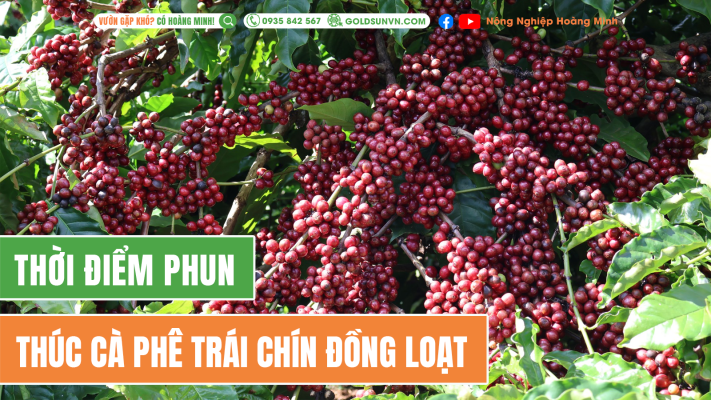 Thời điểm phun thúc trái chín đồng loạt