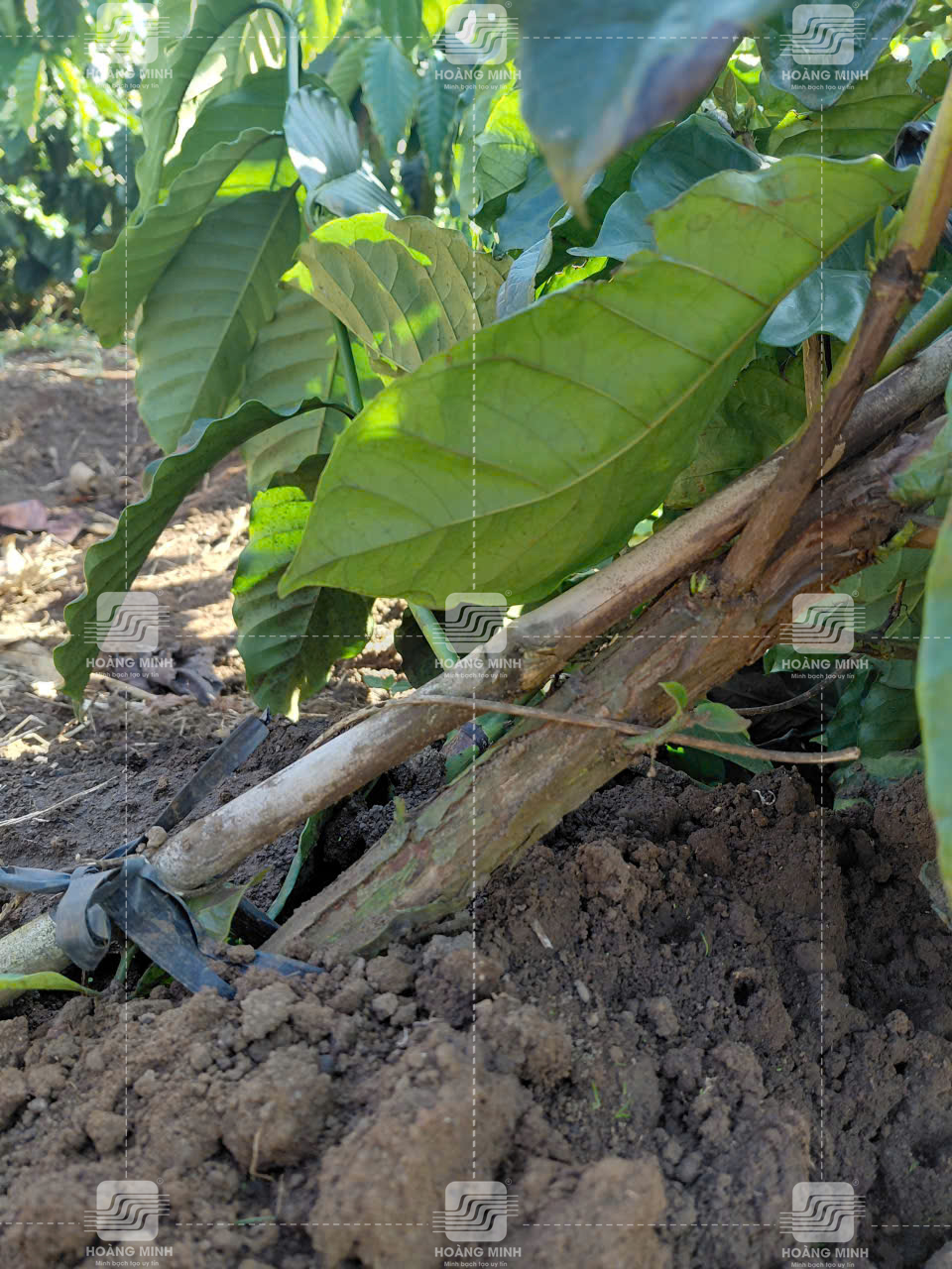 Cây bị đứt rễ, long gốc