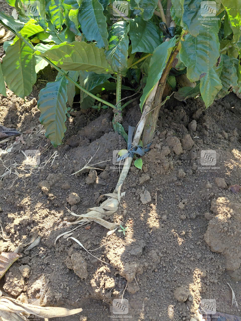 Biện pháp xử lý cây bị long gốc