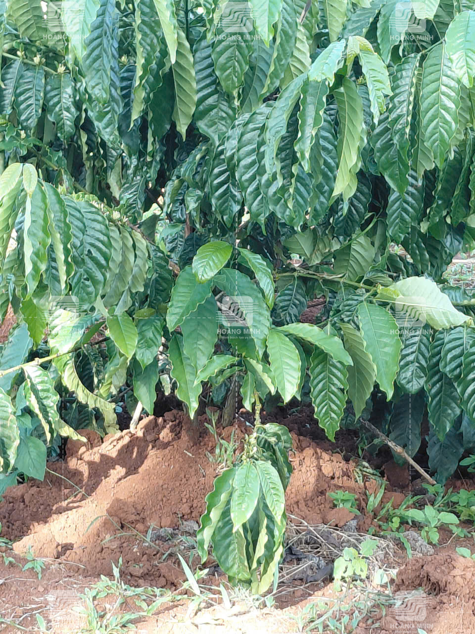 biện pháp xử lý đối với cây bị nghiêng