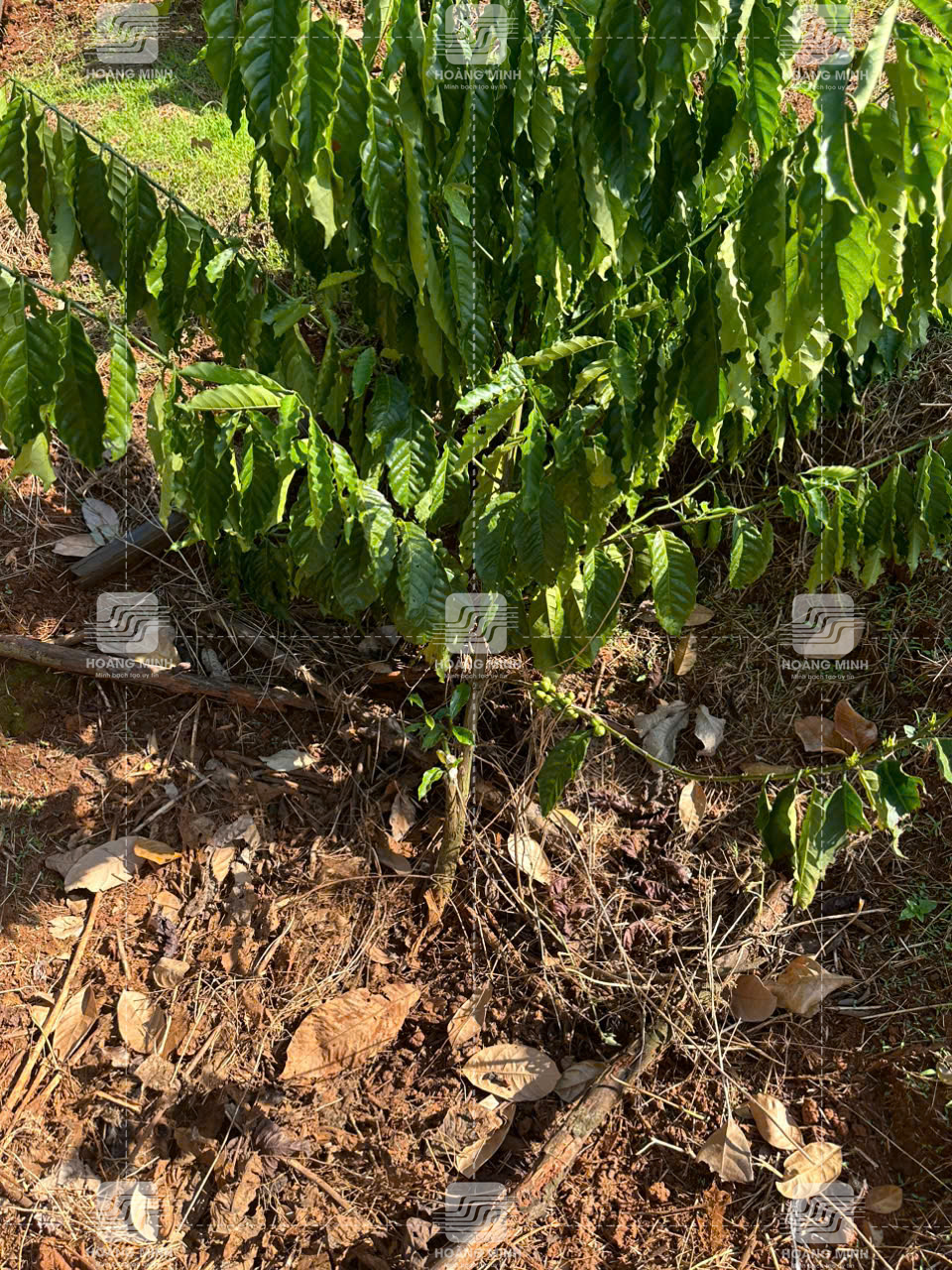 Cây bị long gốc