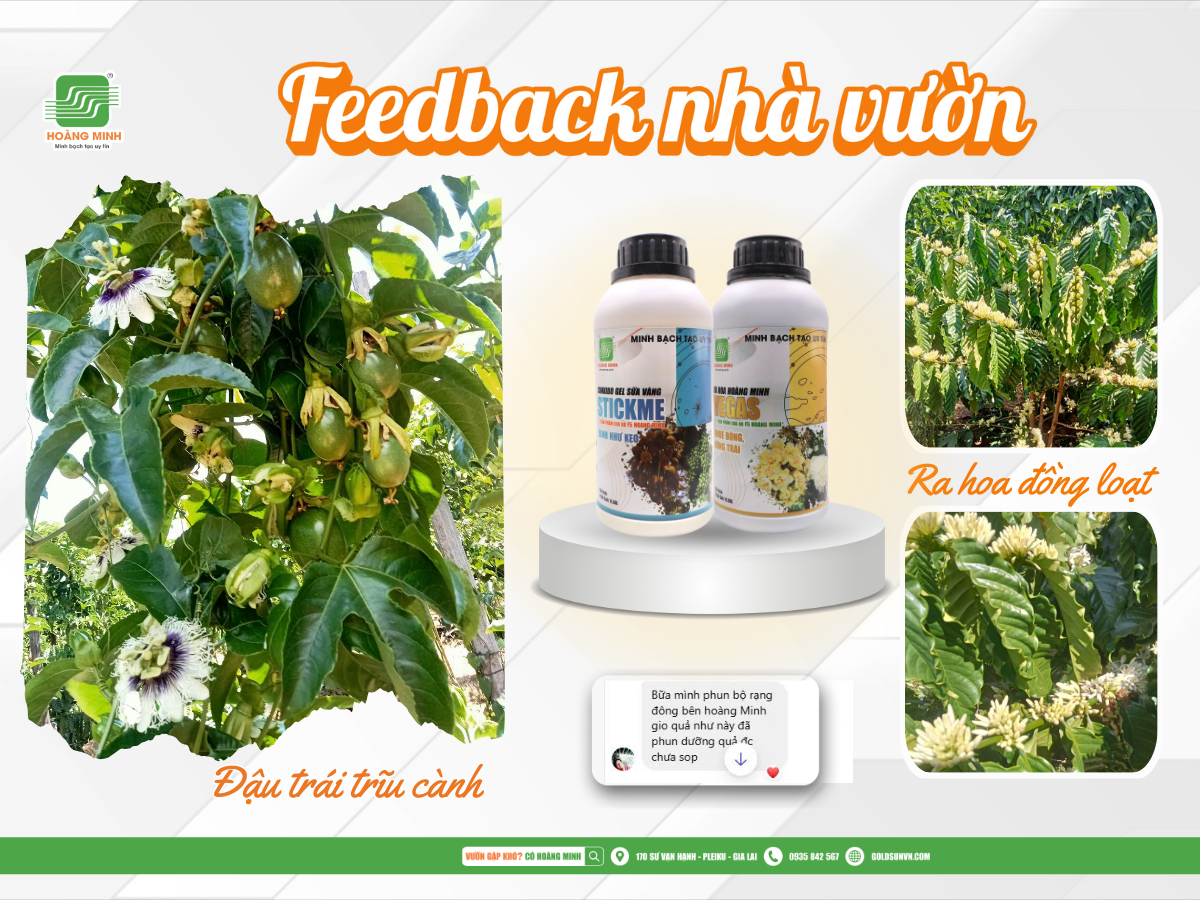 Feedback thực tế của nhà vườn sau 2 đợt sử dụng cặp rạng bông