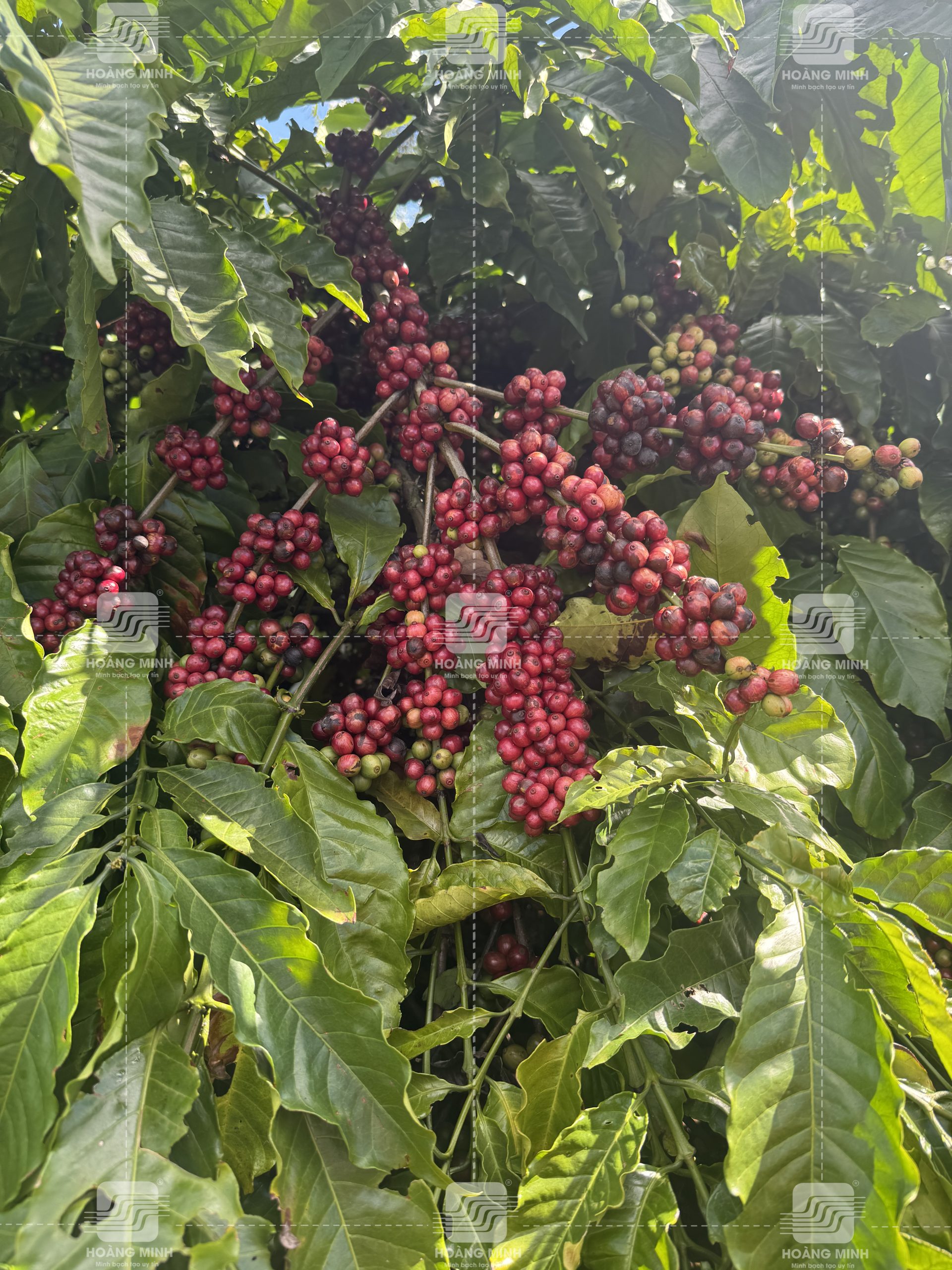 Sau 20 ngày xử lý trái chín đồng loạt 