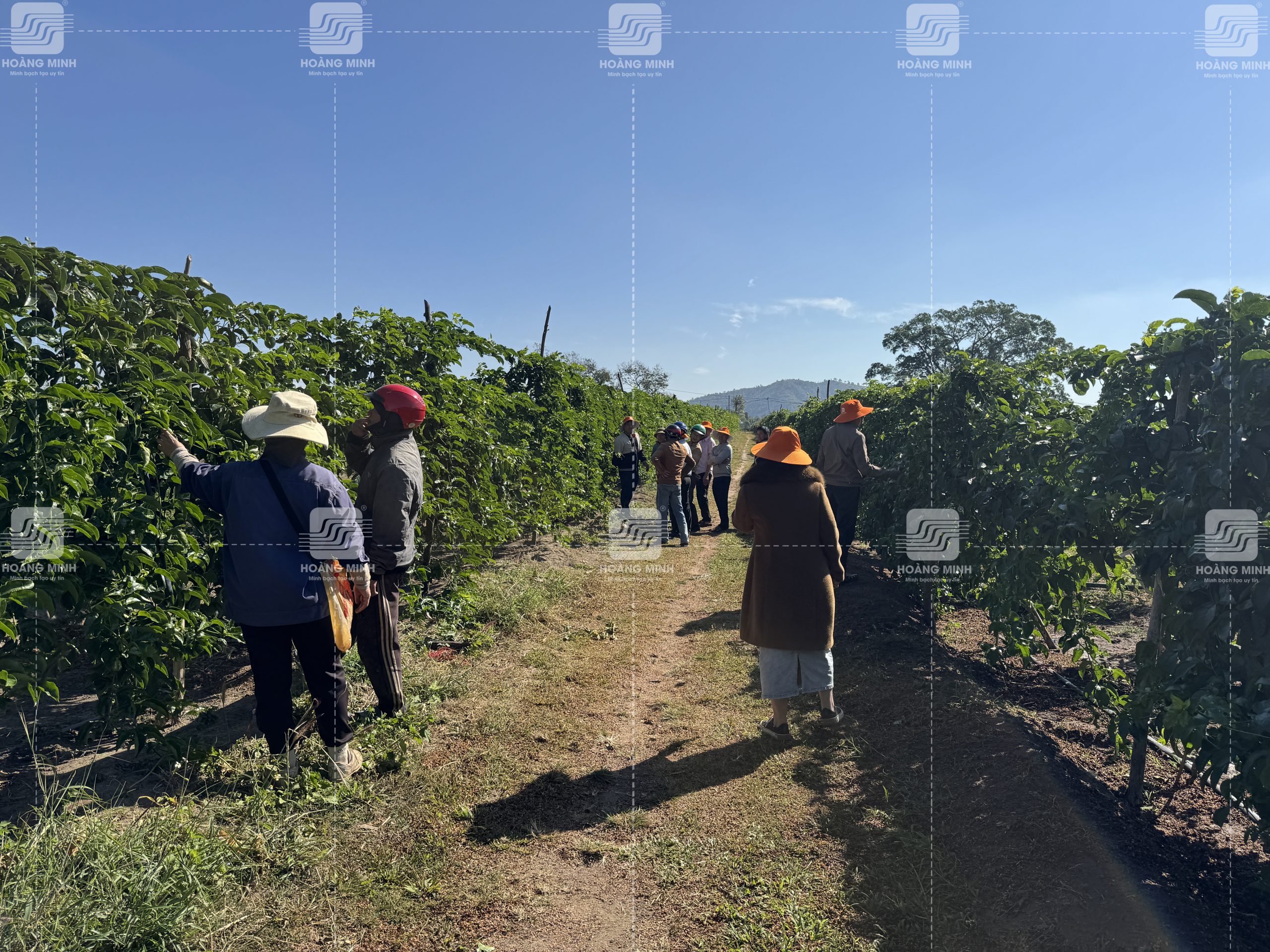 Tư vấn kỹ thuật chăm sóc chanh dây mùa lạnh