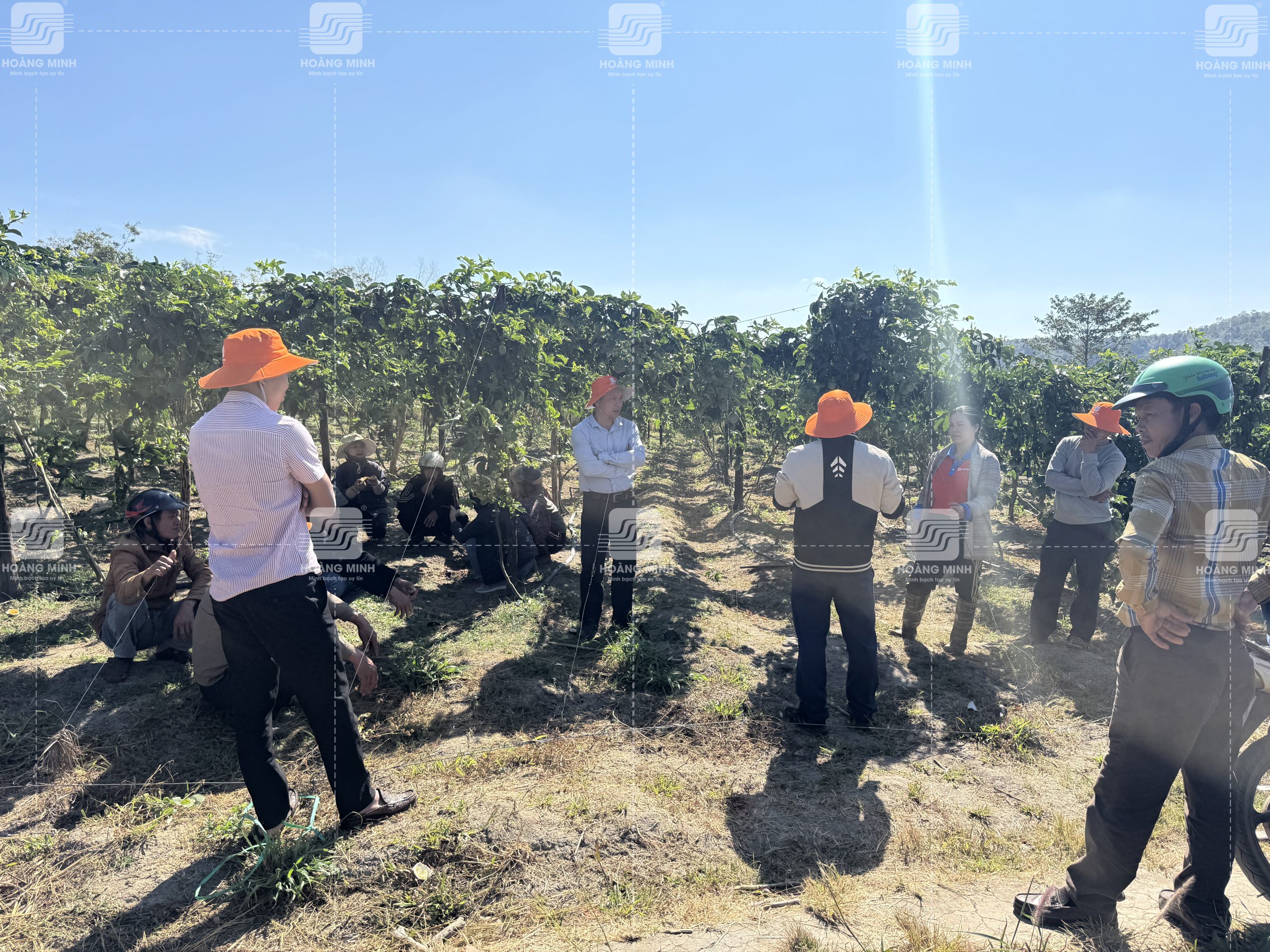 Chanh dây khó ra hoa phải xử lý ra sao