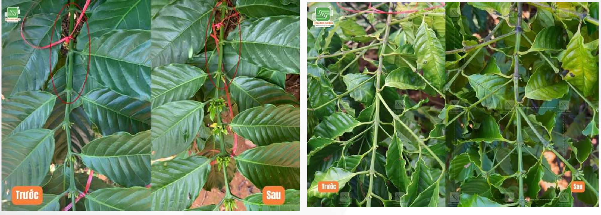 Thực nghiệm tạo mầm Hoàng Minh