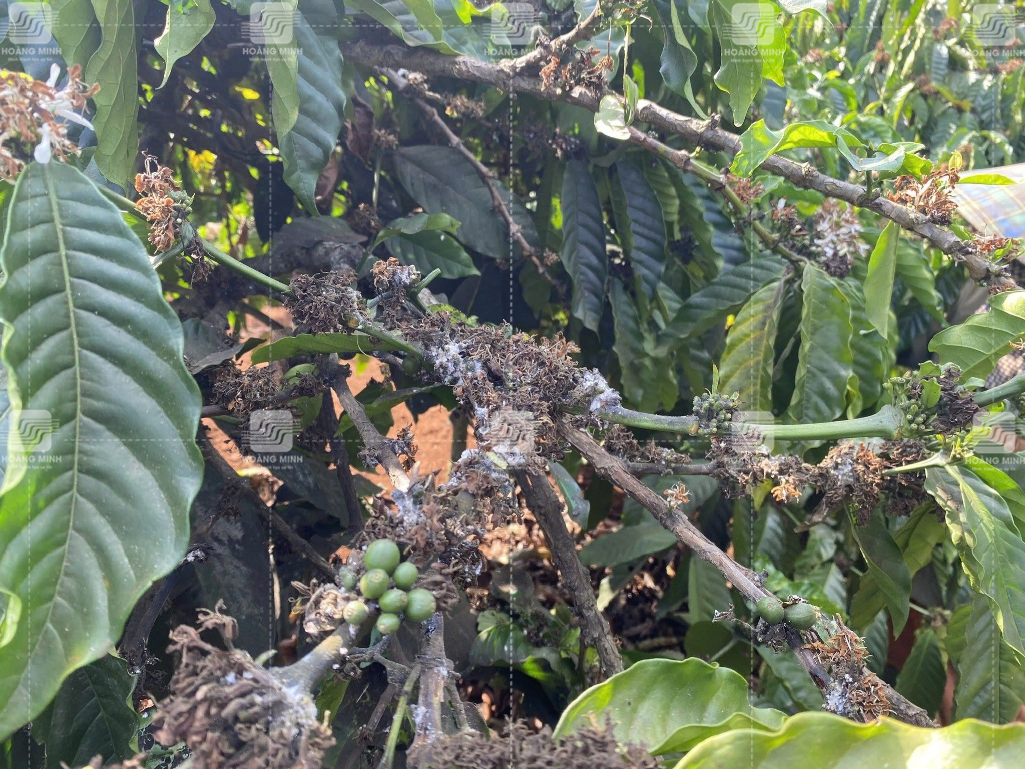 Cây cà phê bị rệp sáp