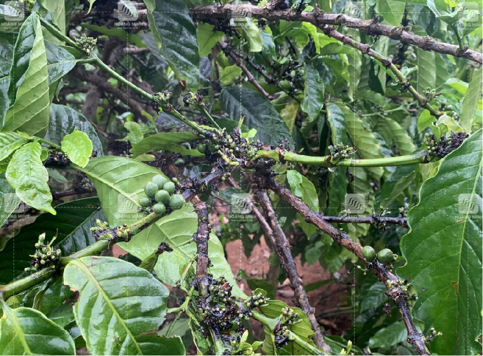 Sau khi xử lý rệp sáp 