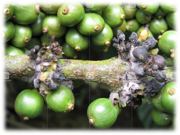 Khô cành khô quả trên cà phê