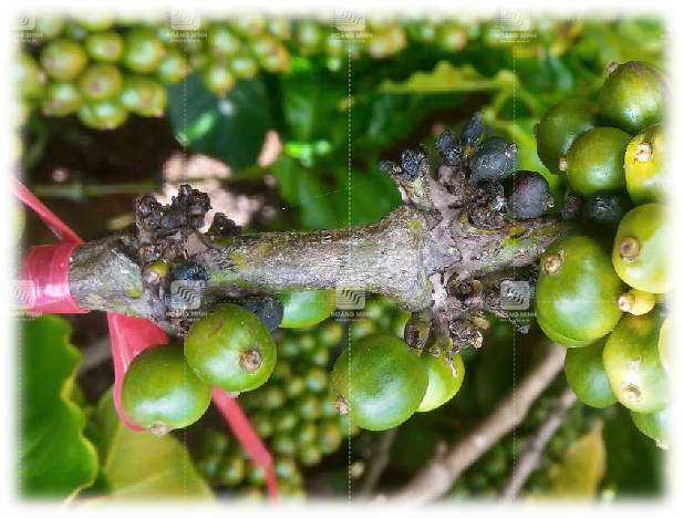 Sau khi quản lý khô cành khô quả 