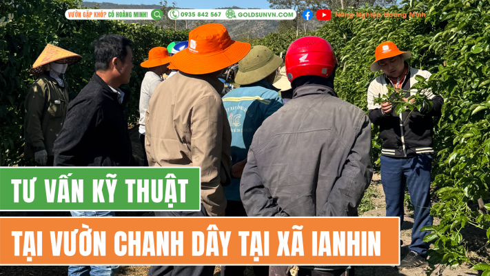 Hoạt động tư vấn kỹ thuật cho chanh dây khó ra hoa