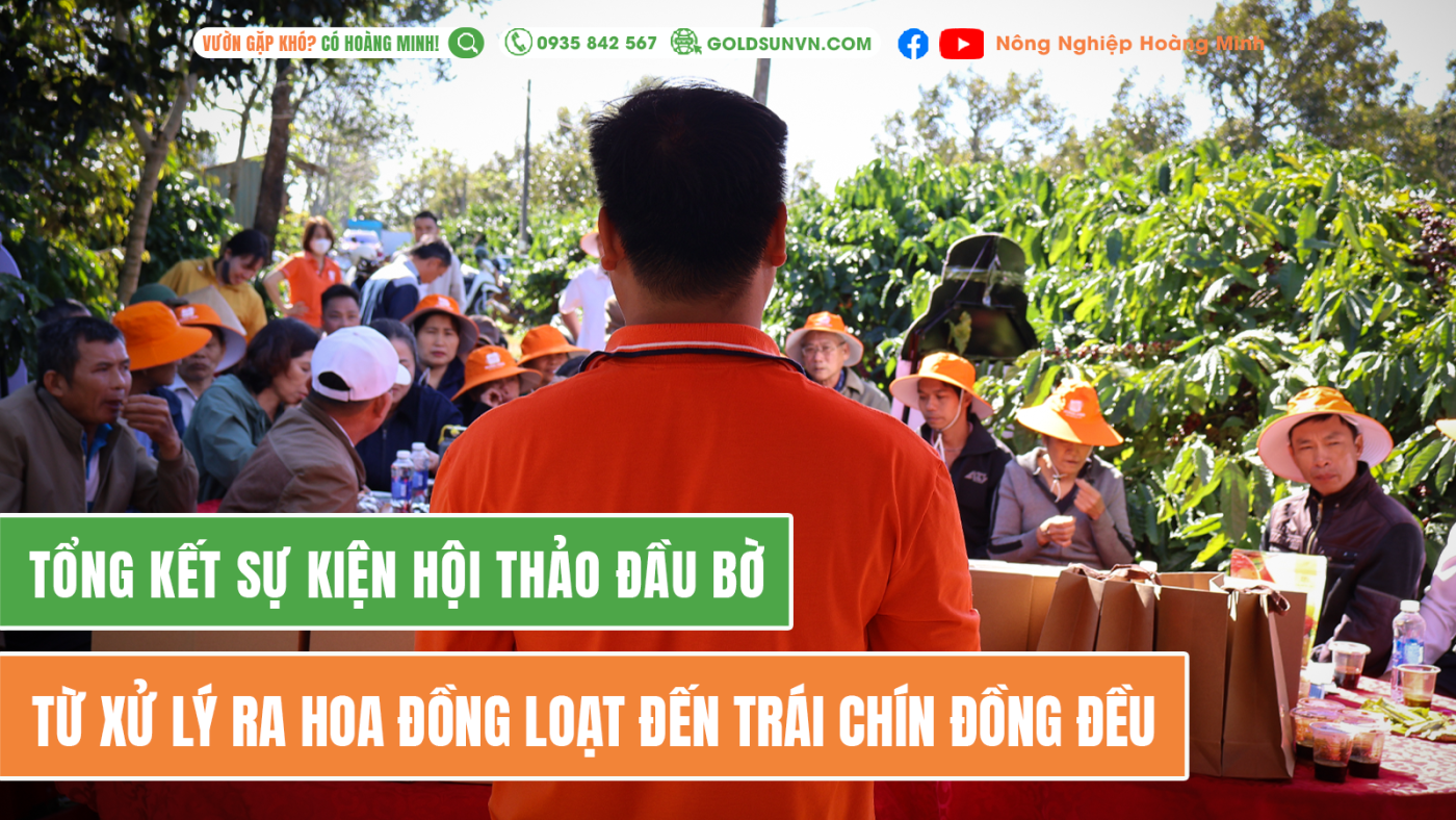 Hội thảo đầu bờ ra hoa đồng loạt đến trái chín đồng đều