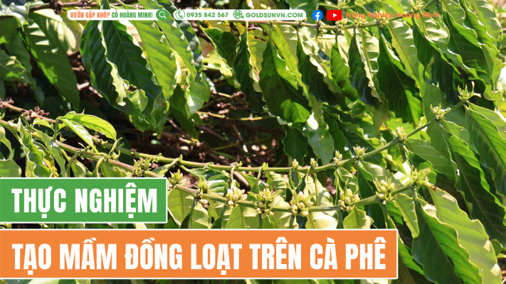 thực nghiệm tạo mầm đồng loạt trên cà phê