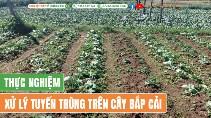 Quản lý tuyến trùng trên cây bắp cải