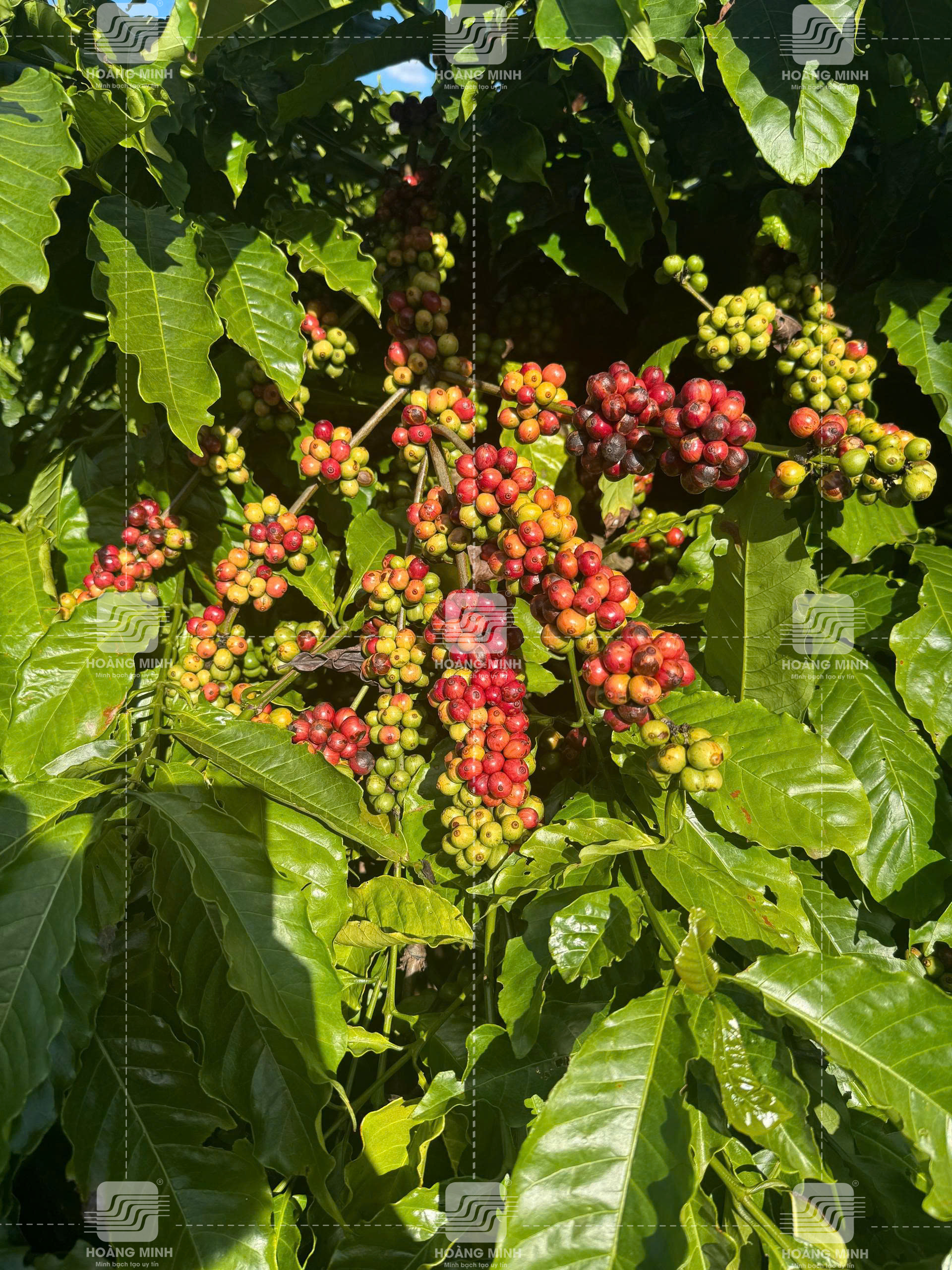 Xử lý trái chín đồng loạt 