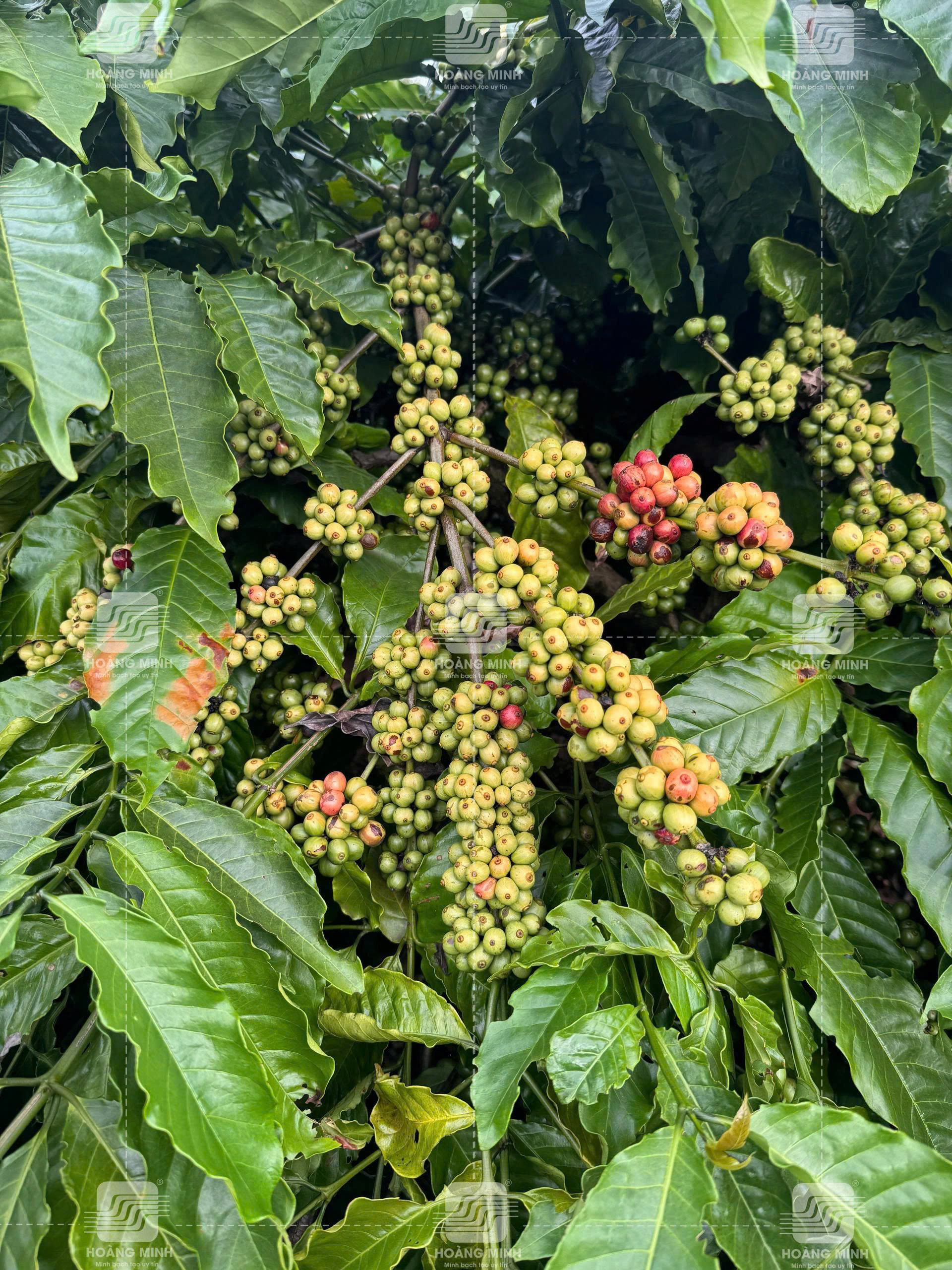 Trước khi xử lý trái chín đồng loạt