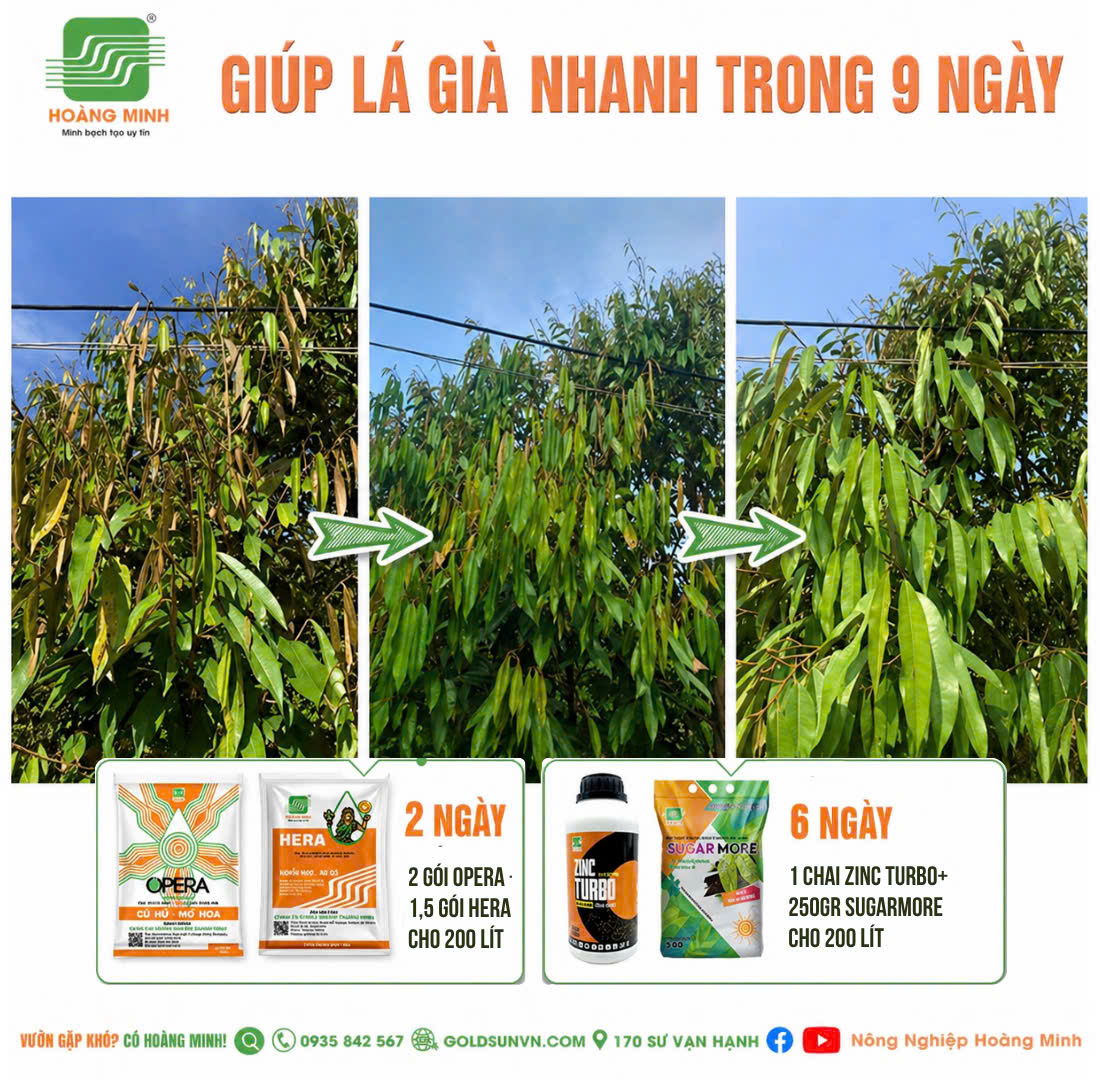 Greenmix kết hợp Sugarmore làm già lá nhanh