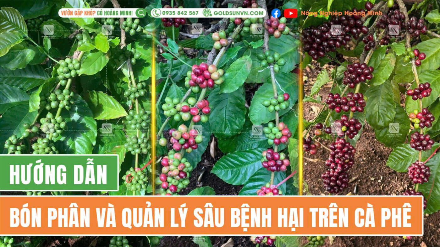 Chế độ bón phân và quản lý sâu bệnh hại trên cà phê nuôi trái