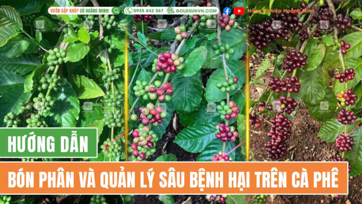 Chế độ bón phân và quản lý sâu bệnh hại trên cà phê nuôi trái