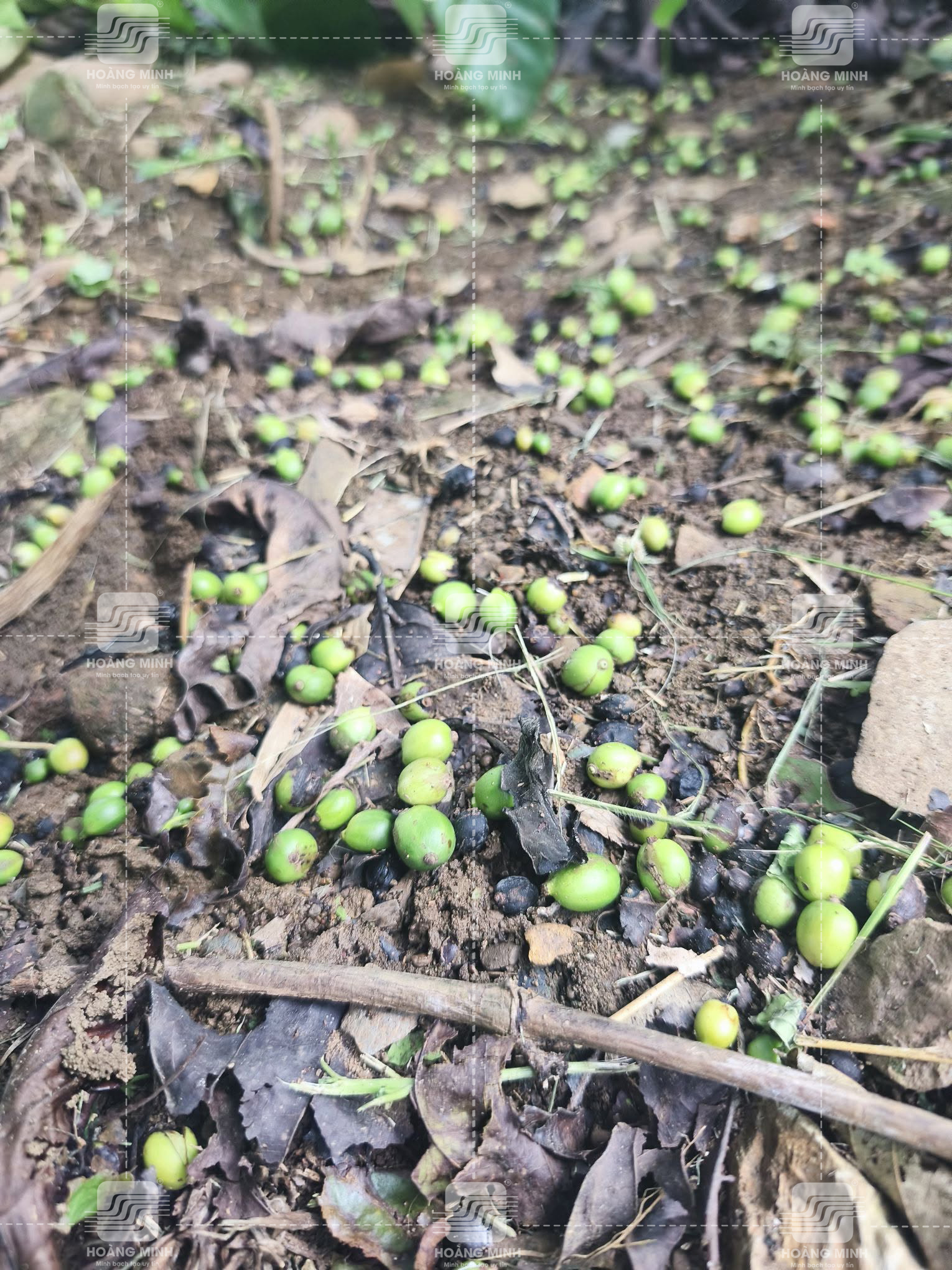 Rụng quả xanh (trái non) 