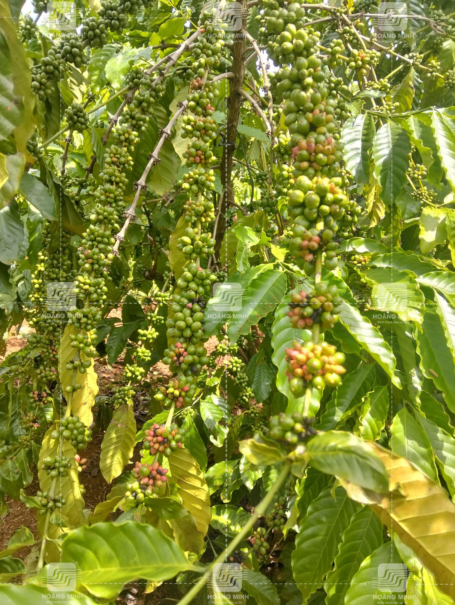 Cạnh tranh dinh dưỡng do trái vàng hồng chín ép  