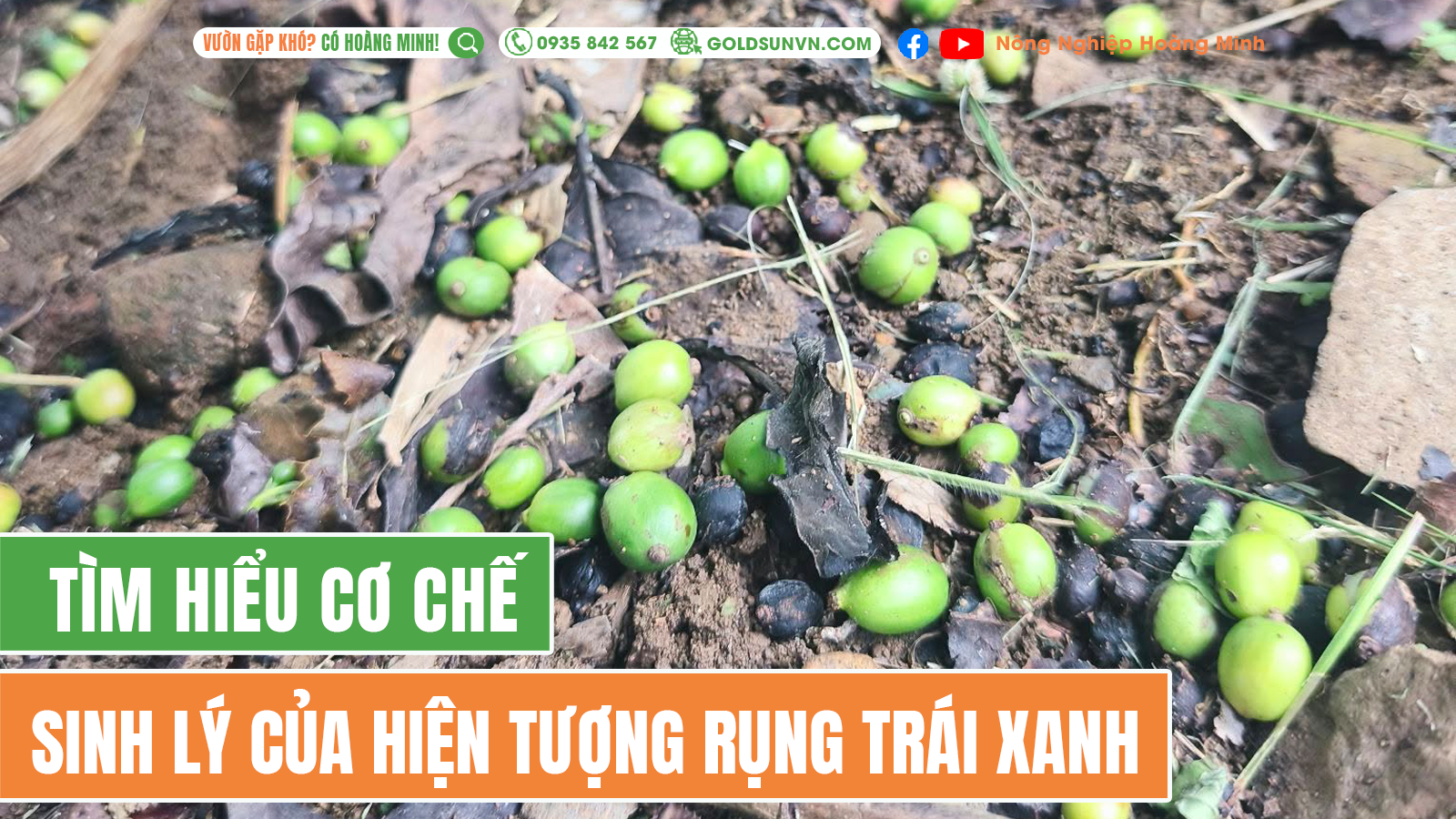 Hiện tượng rụng quả xanh được lý giải như thế nào