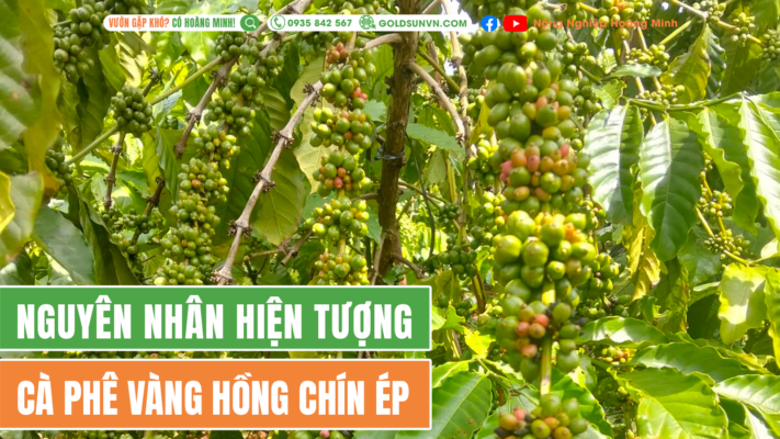 Hiện tượng vàng hồng chín ép trên cà phê