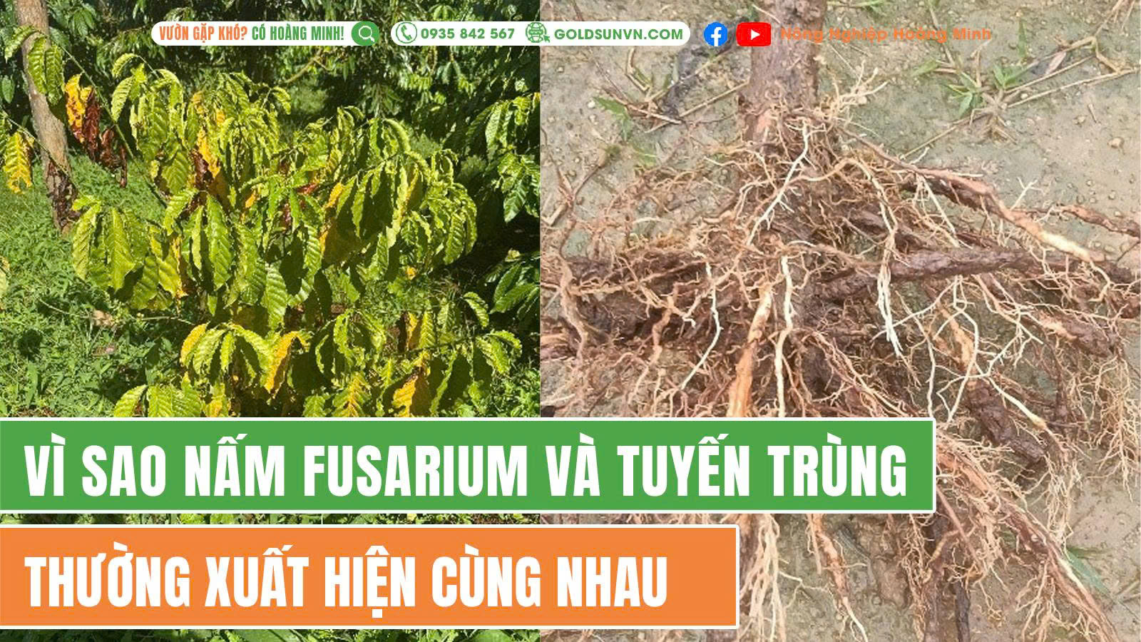 Vì sao nấm fusarium và tuyến trùng cộng sinh gây hại