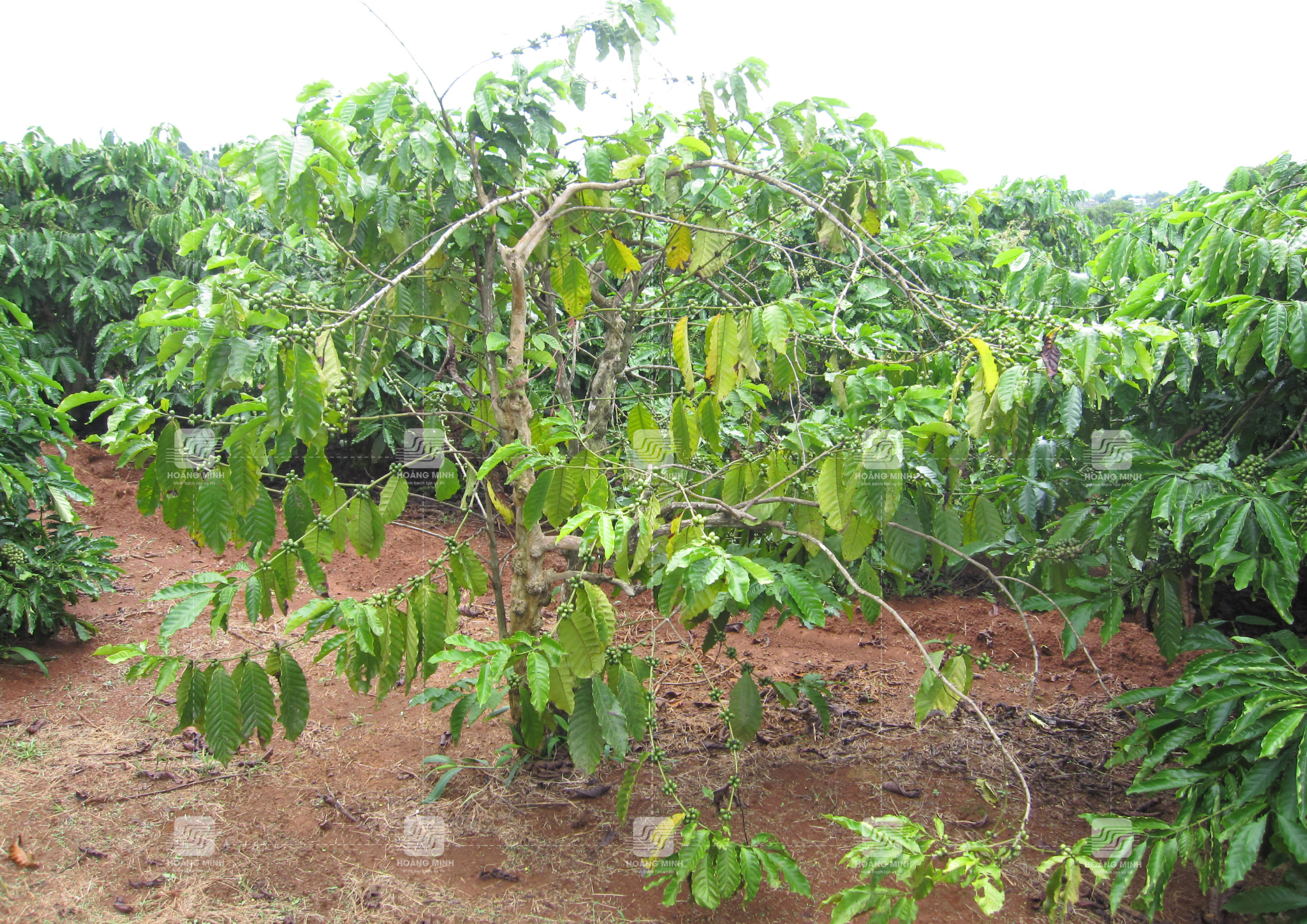 Vàng lá, cây suy yếu