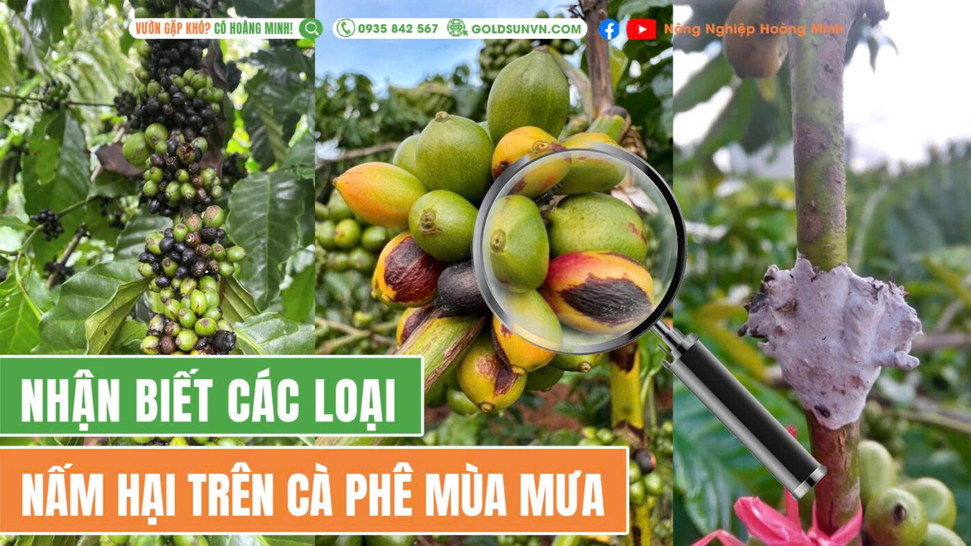 Nhận diện 4 loại nấm hại mùa mưa