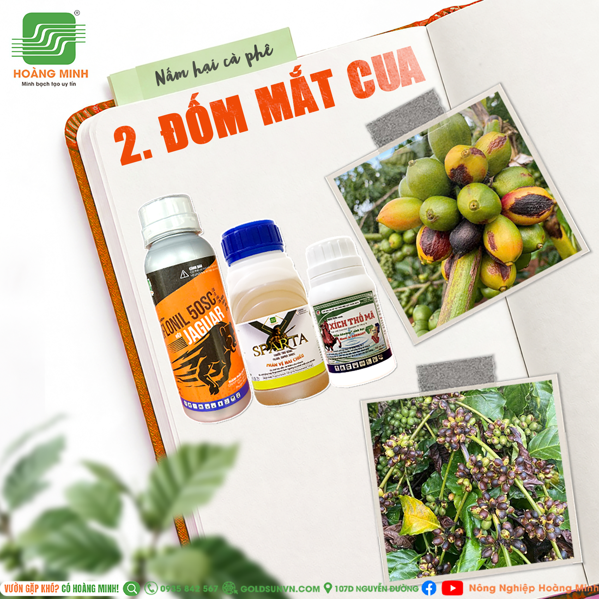 Quản lý đốm mắt cua
