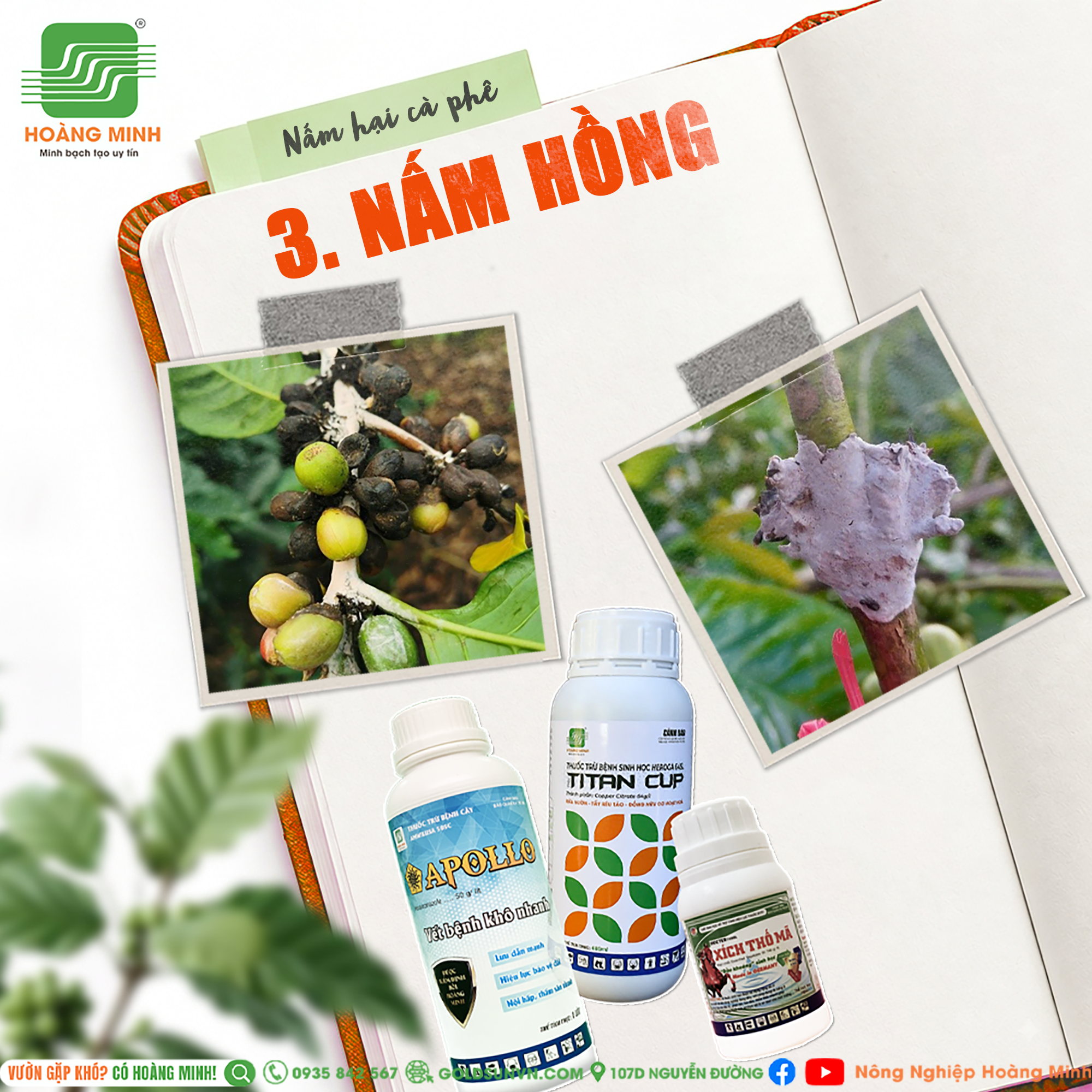 Nấm hồng gây hại trên cà phê