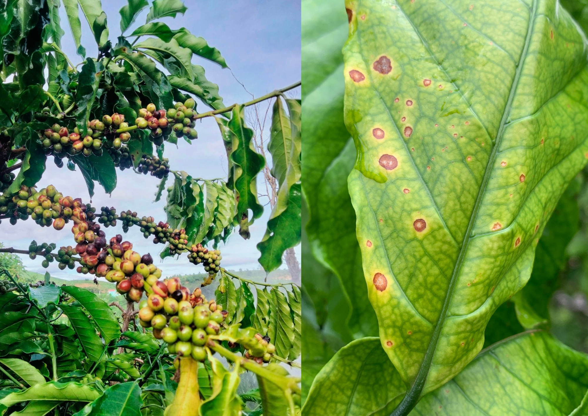 Biểu hiện đốm mắt cua gây hại